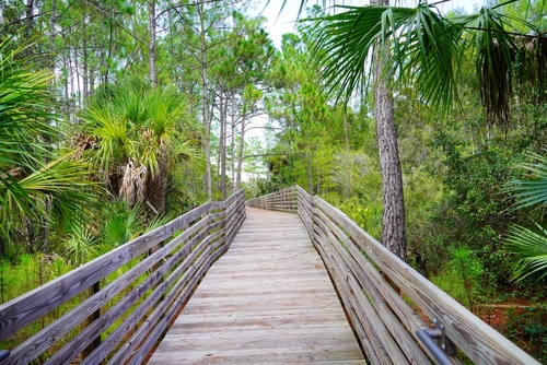 boardwalk through the trees - ocean in distant background
