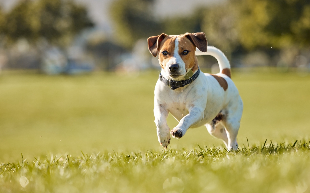 small dog running in grass