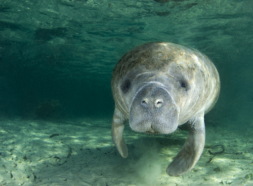 Manatee under water up close of face