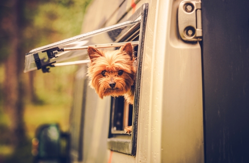 Pet dog with head out window of RV