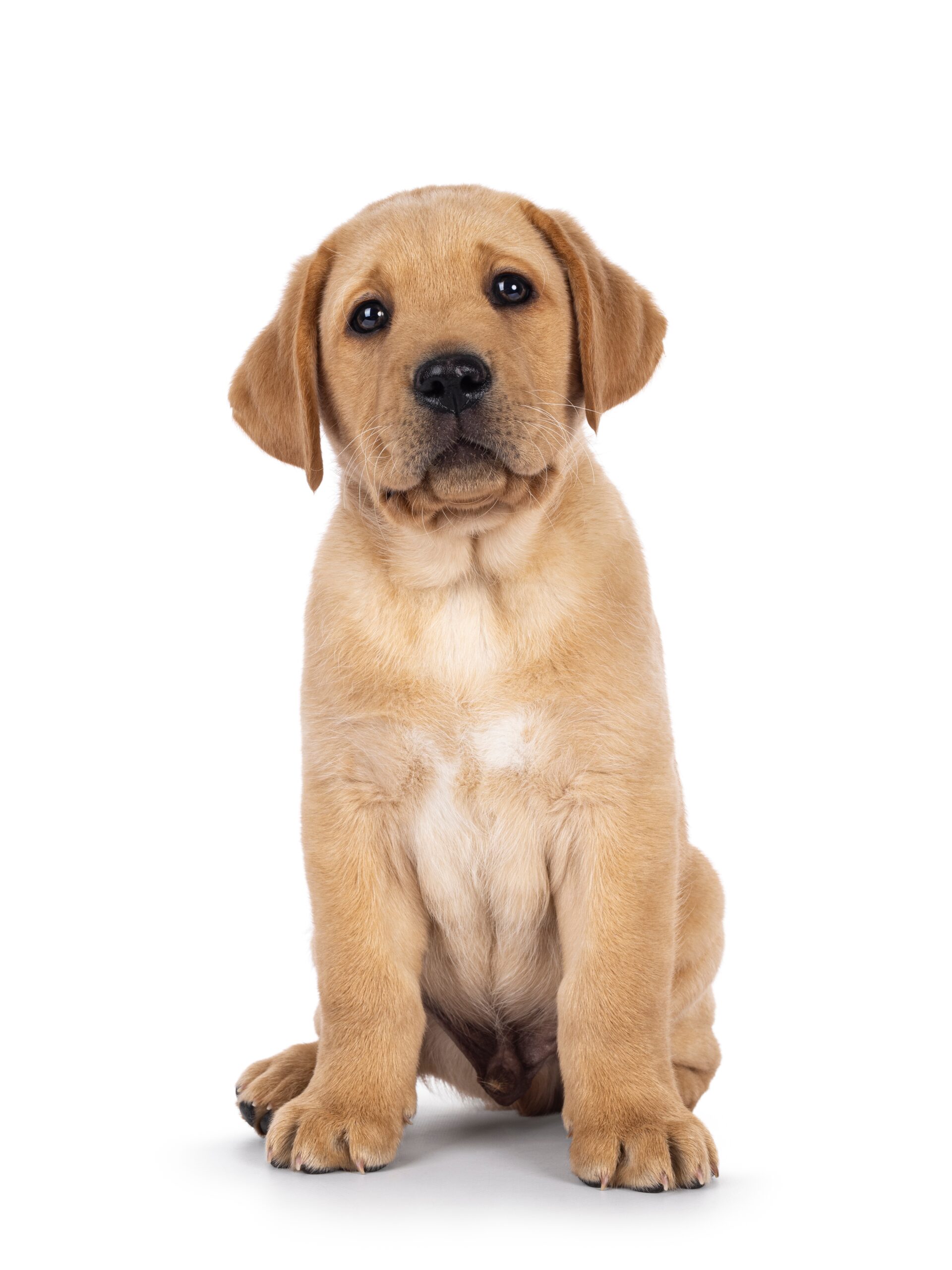 cute puppy sitting upright