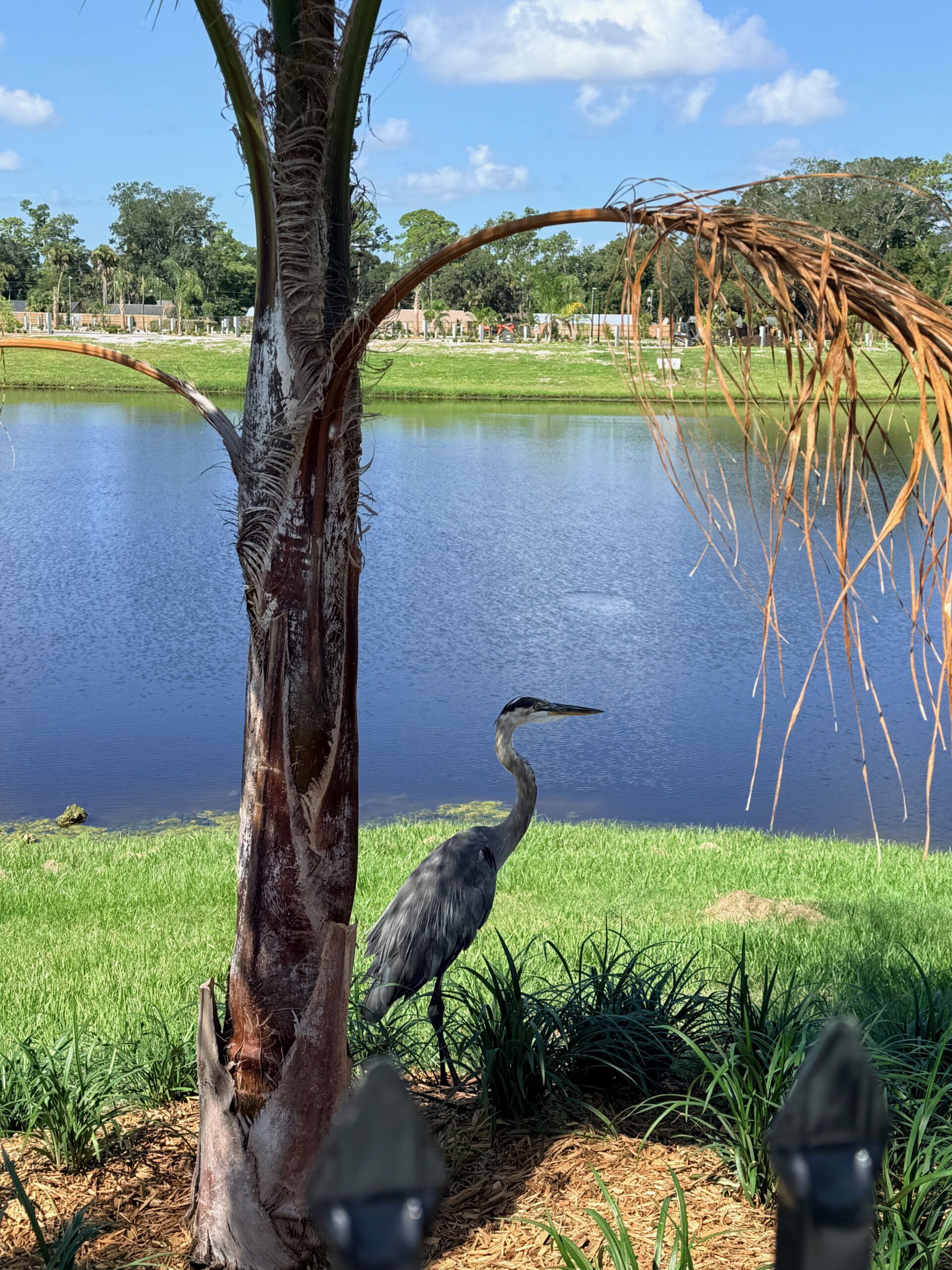 Sand hill crane under palm tree